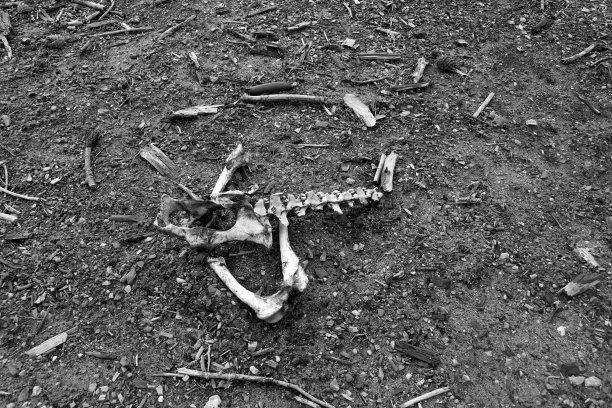 Torre del lago自由海滩的野猪骨头图片下载