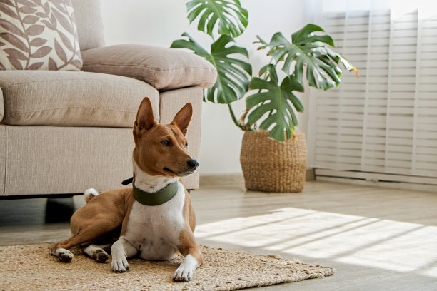 非洲巴辛吉狗图片下载