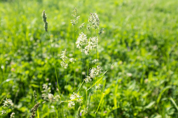 夏日草地，俯视图。用于设计或项目的天然草地背景。夏季牧场纹理。花卉景观张贴，屏幕保护程序，墙纸，明信片。高质量的照片图片下载