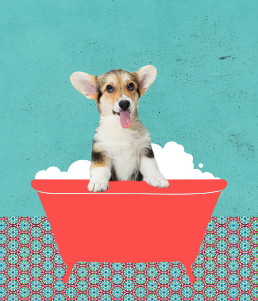 当代艺术拼贴，现代创意设计。理念，灵感，关怀，时尚杂志风格。狗狗洗澡图片下载