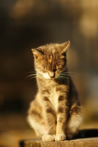 龟猫在阳光明媚的春天花园里冥想图片下载