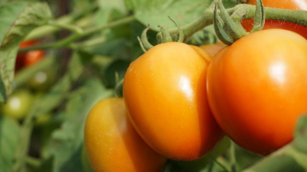 西红柿图片下载