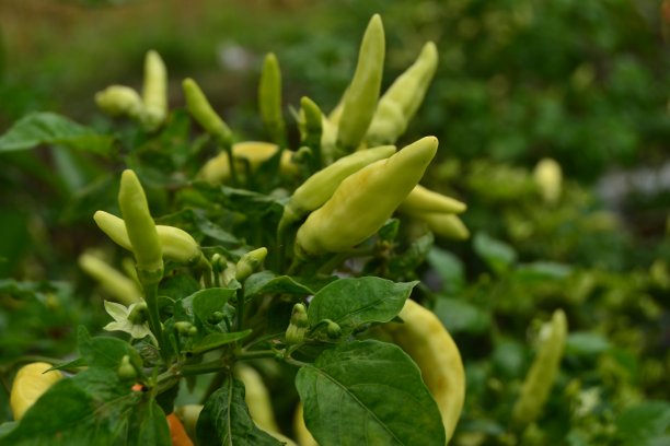 树上的辣椒图片下载