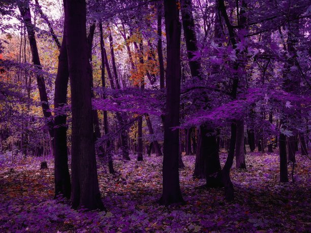 清晨的神秘森林图片下载