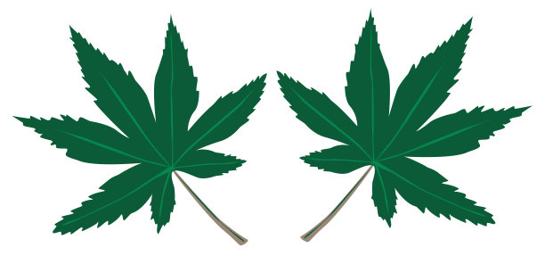 大麻leaf01图片下载