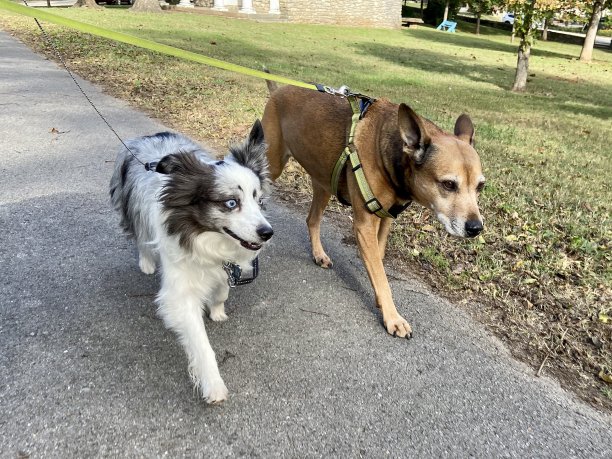 快乐的狗在散步图片下载