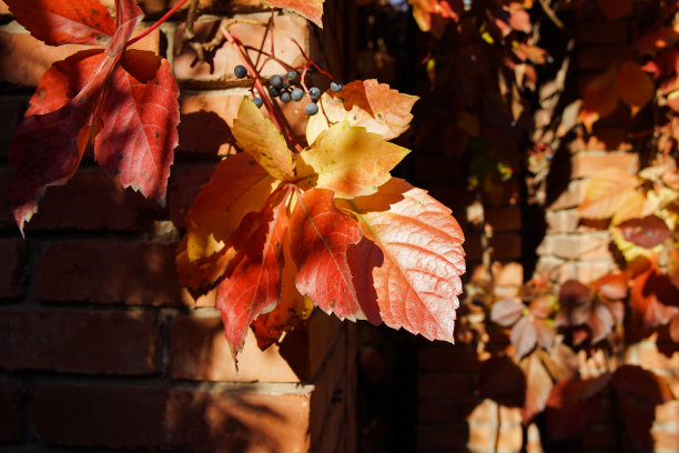 秋蔓西洋芹红色叶片纹理特写图片下载