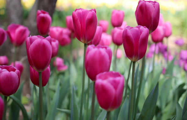 美丽的粉红色郁金香在阿拉鲁恩植物园春天图片下载