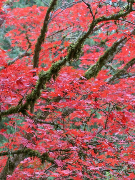 日本红枫图片下载