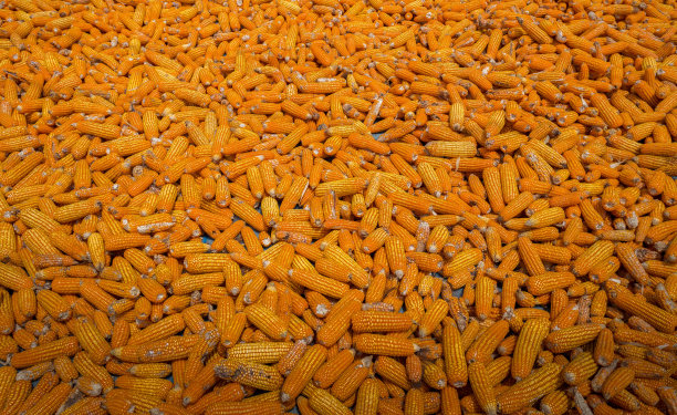 美丽的成熟黄色玉米。玉米和谷物处理或收割站。图片下载