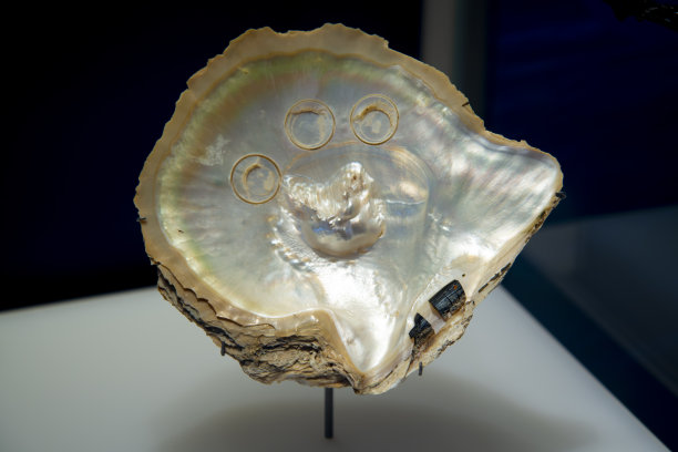 珍珠蛤壳图片下载