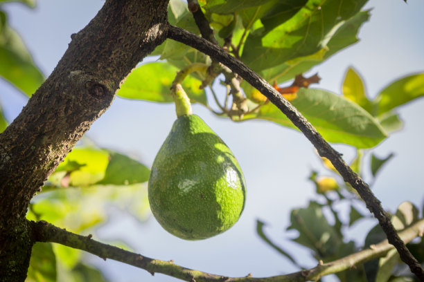 果园里长着牛油果的树。图片下载