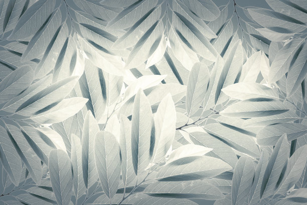 热带绿叶背景广告横幅与复制空间。图片下载