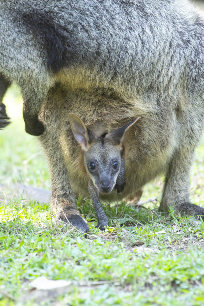 近距离照片沼泽小袋鼠在妈妈的育儿袋。乔伊看着摄像机。妈妈站在绿色的草地上。澳大利亚昆士兰黄金海岸图片下载