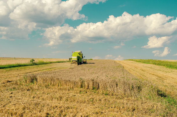 一个阳光明媚的日子，地平线上的麦田里有一台收割机图片下载