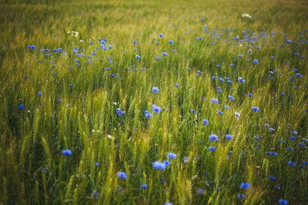 田野上的蓝色花朵图片下载