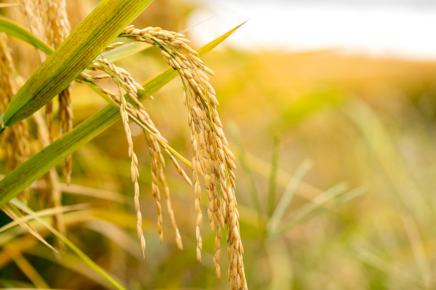 大米是成熟的图片下载