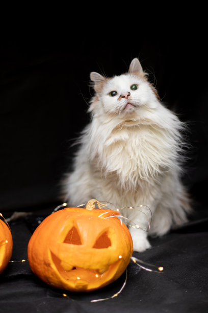 猫在黑色背景与万圣节南瓜头杰克灯笼图片下载