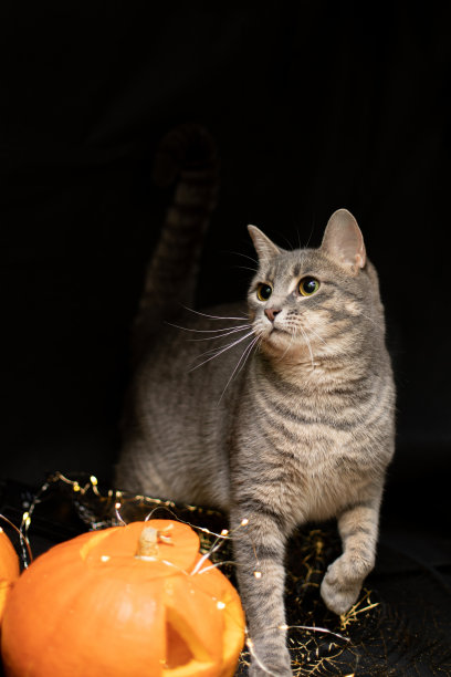 猫在黑色背景与万圣节南瓜头杰克灯笼图片下载