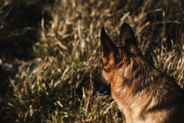 在新鲜空气中遛狗。谢泼德的侧面肖像。黑红色的德国牧羊犬坐在高高的枯黄的秋草上，聚精会神地看着别处。图片下载