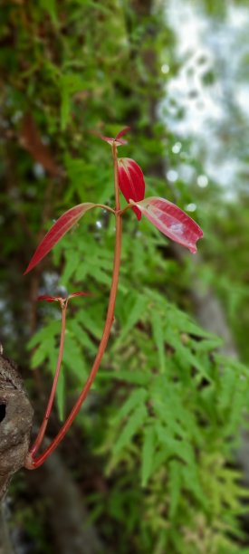 关闭红色叶子图片下载