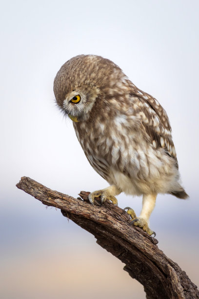 小猫头鹰。色彩斑斓的自然背景。雅典娜夜蛾属。图片下载