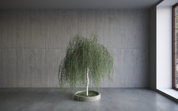 绿色的装饰树生长在水泥罐中，灰色的墙壁背景。3D插图，cg渲染图片下载