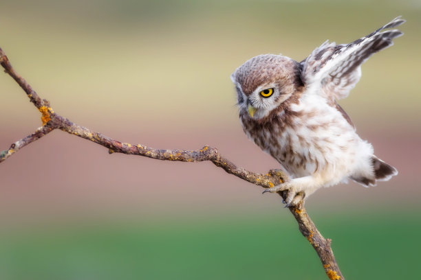 小猫头鹰。色彩斑斓的自然背景。雅典娜夜蛾属。图片下载