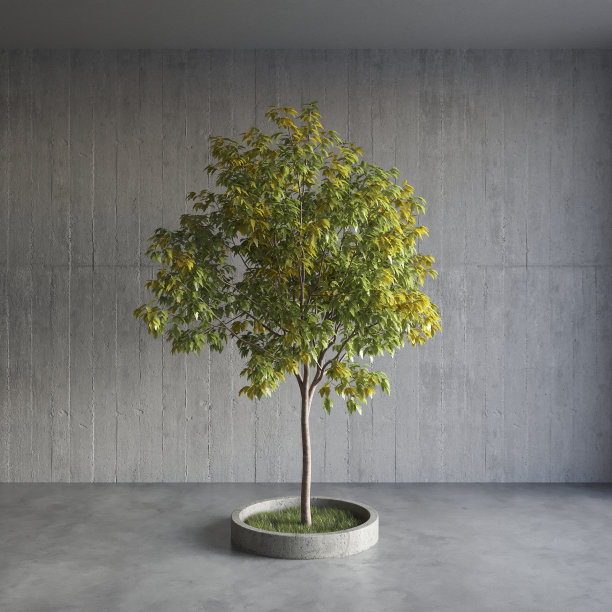 绿色的装饰树生长在水泥罐中，灰色的墙壁背景。3D插图，cg渲染图片下载