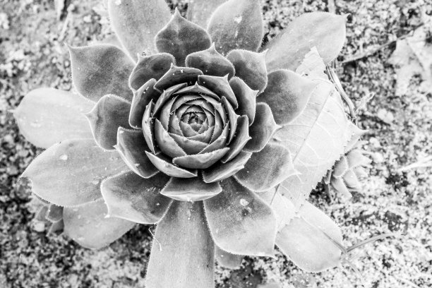 黑白石玫瑰花环，俯视图。肉质植物,特写。多肉背景为张贴，屏幕保护程序，墙纸，明信片，海报，横幅，封面，标题为网站。高质量的照片图片下载