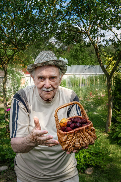 87岁的老农兴高采烈地拿出一篮子樱桃。老人在花园里收获了浆果。快乐活跃的老年图片下载