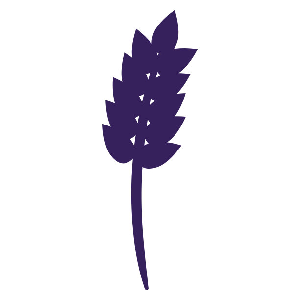 小麦小穗的剪影。图片下载