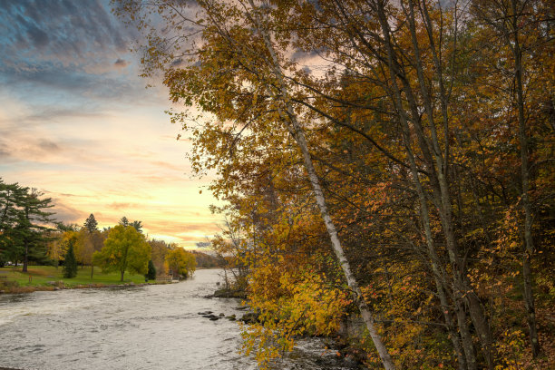 10月密西西比河沿岸的桦树图片下载