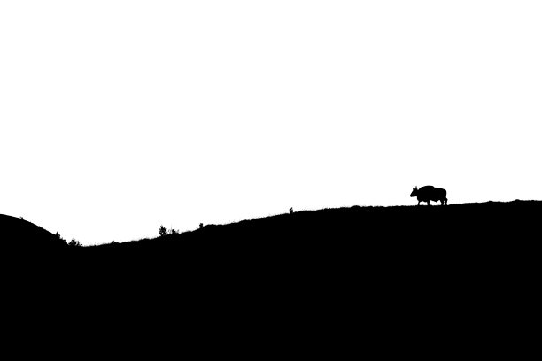 印度野牛轮廓图片下载