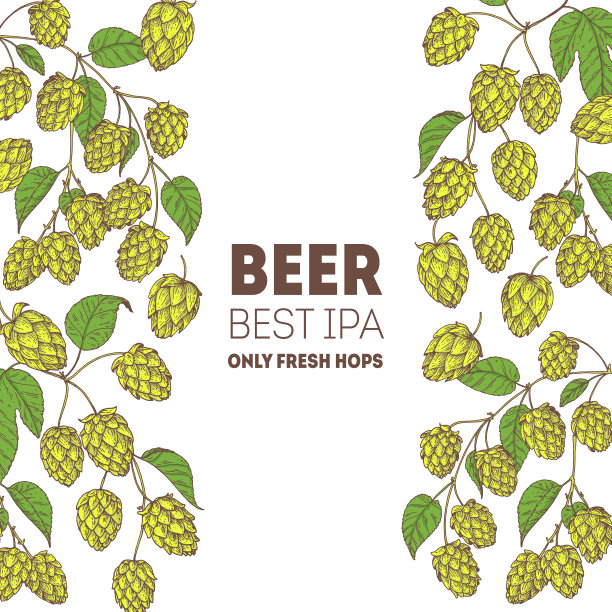 跳手绘插图。精酿啤酒IPA用啤酒花手绘设计。啤酒成分矢量插图。图片下载