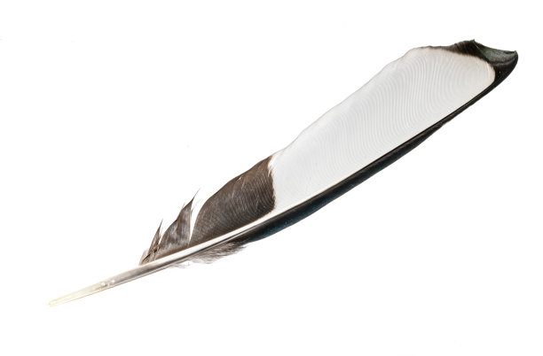 白色和黑色的喜鹊羽毛在白色孤立的背景图片下载