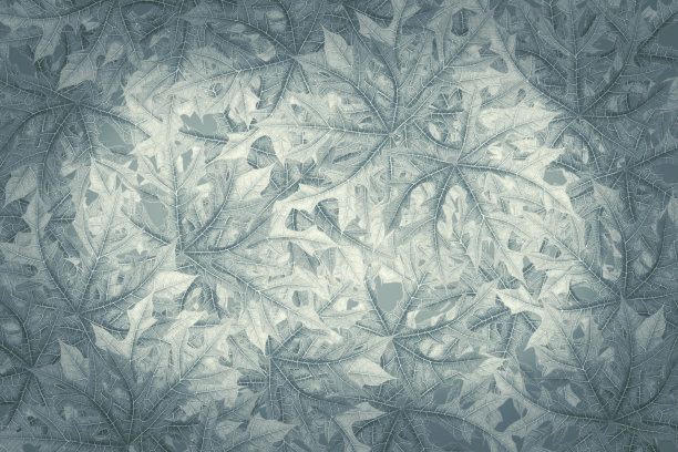 叶背景广告横幅与复制空间。图片下载