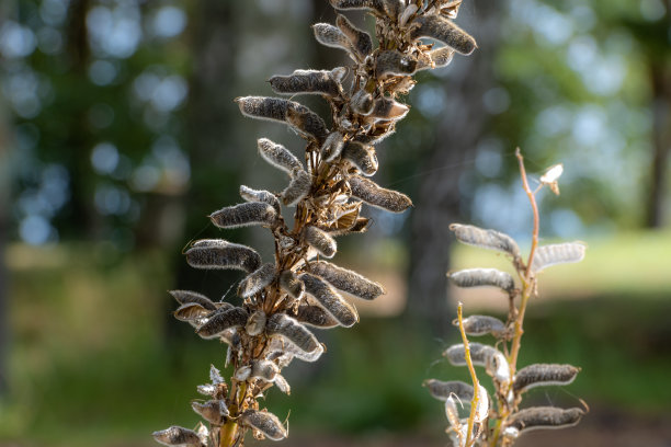 正在发芽的树枝的特写照片图片下载