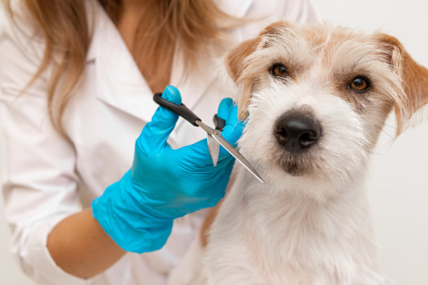 兽医诊所的修饰程序。一个穿着白色长袍、戴着蓝色手套的女孩正在修剪杰克罗素梗的皮毛图片下载