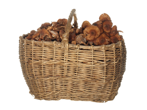 老篮子的灌木树枝与秋天的蘑菇蜂蜜木耳孤立在白色的背景。图片下载