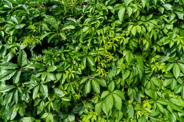 一种多年生攀缘植物的树篱，在一个阳光明媚的夏日里生长着少女葡萄。图片下载