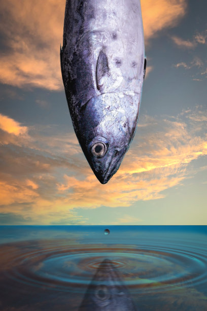 鱼在水图片下载