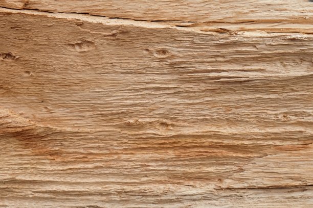 古老的风化腐烂的树。老烂木。风化破坏树。背景或纹理。木材的腐烂-原始的自然纹理图片下载