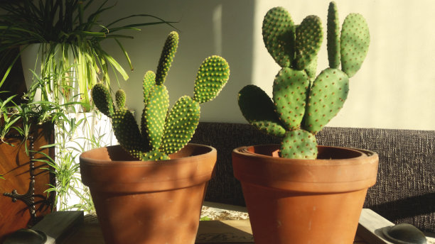 桌上有仙人掌植物，室内房间设计有照片背景图片下载