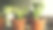 桌上有仙人掌植物，室内房间设计有照片背景图片下载