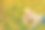 一个小女孩躺在覆盖着黄色秋叶的草坪上，脸上带着微笑图片下载