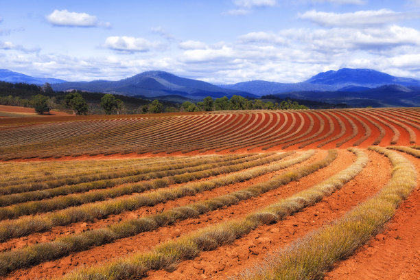 红土成行图片下载