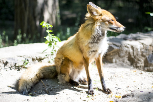 狐狸在晒太阳图片下载