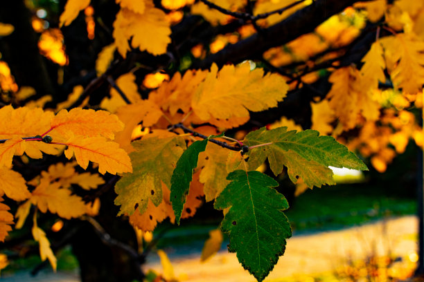 五彩缤纷的落叶、鲜花、树木，秋日阳光明媚的十月色彩的田园照片。图片下载