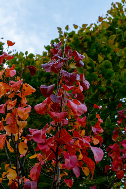 五彩缤纷的落叶、鲜花、树木，秋日阳光明媚的十月色彩的田园照片。图片下载